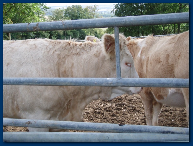 600x449 pixels (131K)